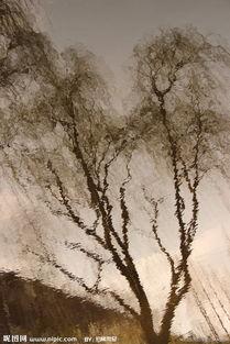 金柳的照片,诗意盎然的秋日美景